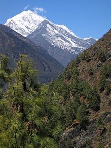 हेलिकप्टर उडानले निकुञ्जका वन्यजन्तुमा गम्भीर असर