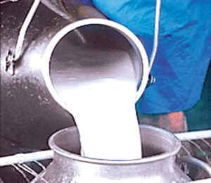 कोरोना त्रासः  निःशुल्क  वितरण गरेर पनि सकिएन दूध