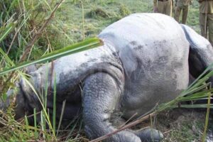 चितवन निकुञ्जमा भाले गैँडा मृत फेला
