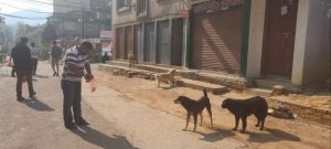 सामुदायिक कुकुरलाई धुलिखेलका युवाले बाडे खानेकुरा