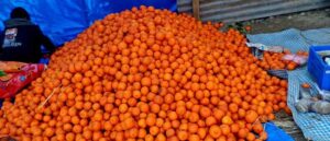 एकै गाउँबाट तीन करोडको सुन्तला बिक्री एकै गाउँबाट तीन करोडको सुन्तला बिक्री