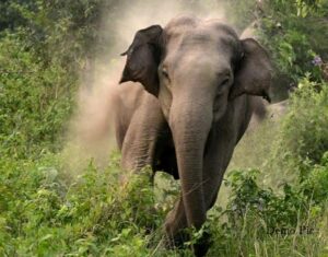 जङ्गली हात्तीको आक्रमणबाट एक महिलाको मृत्यु जङ्गली हात्तीको आक्रमणबाट एक महिलाको मृत्यु